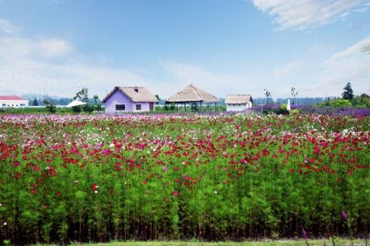 寻梦园香草农场