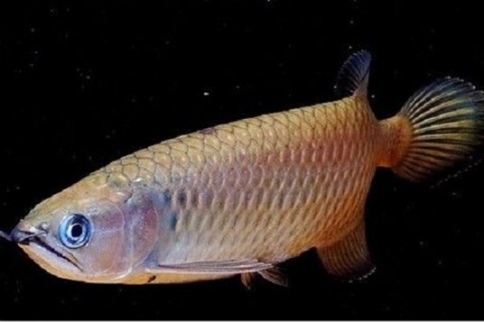 澳洲星点龙
