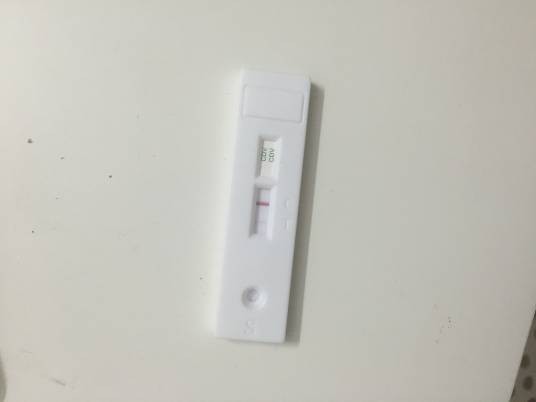 犬瘟热试纸