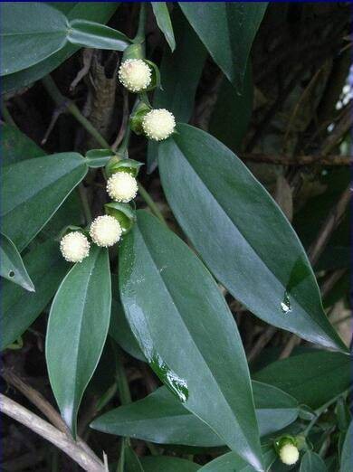 石柑子(天南星科石柑属植物)