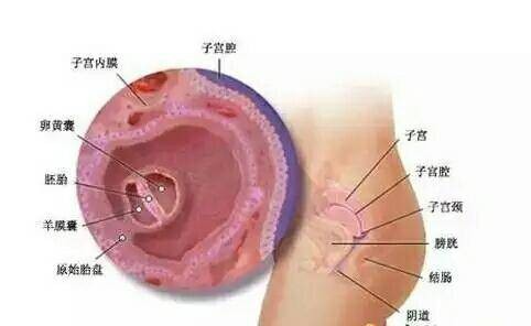 妇科普查
