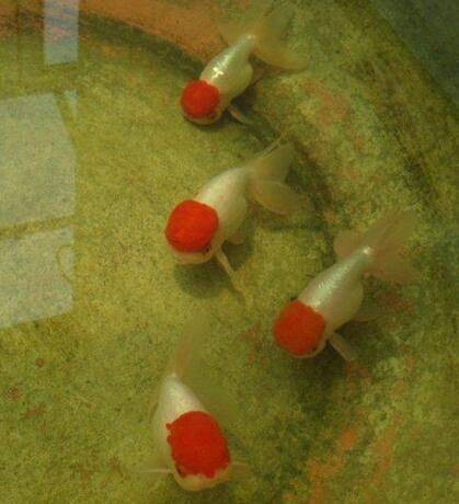 鹅头红
