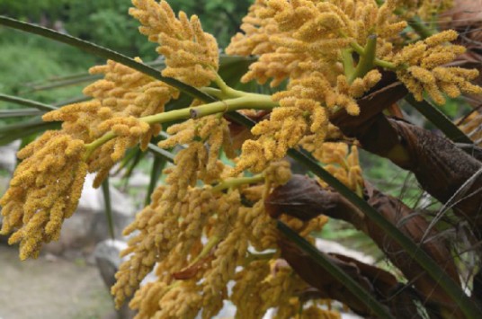 棕榈花
