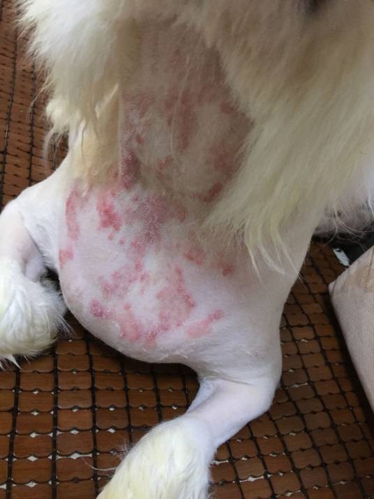 犬真菌皮肤病