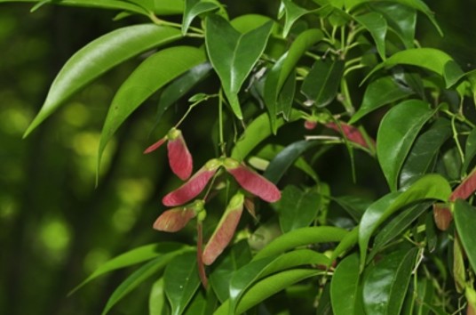 罗浮槭