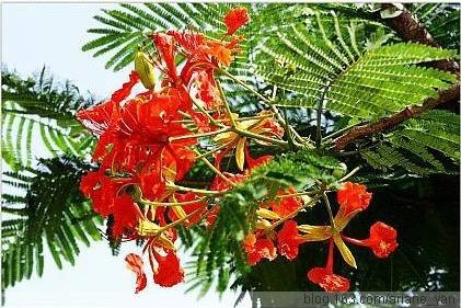 花楹花