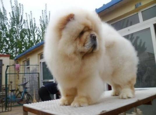 纯种松狮犬