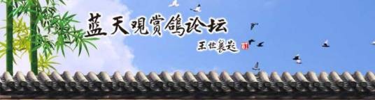 蓝天观赏鸽论坛