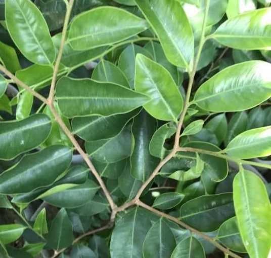 花奇楠(苏木科小鞋木豆属植物)