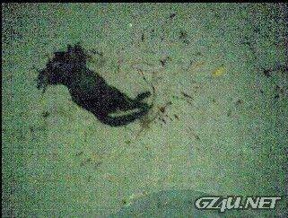 真光踩猫事件