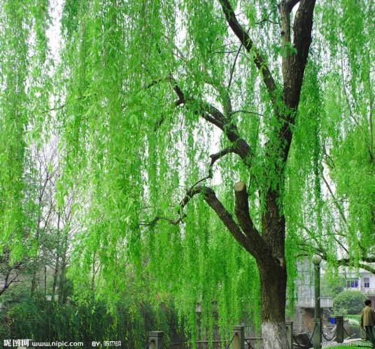杨柳（丰子恺散文作品）