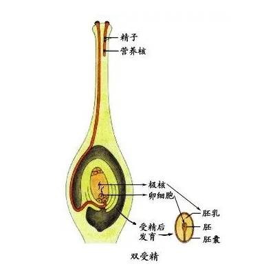 双受精（生物学术语）