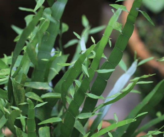 竹节蓼(蓼科千叶兰属植物)