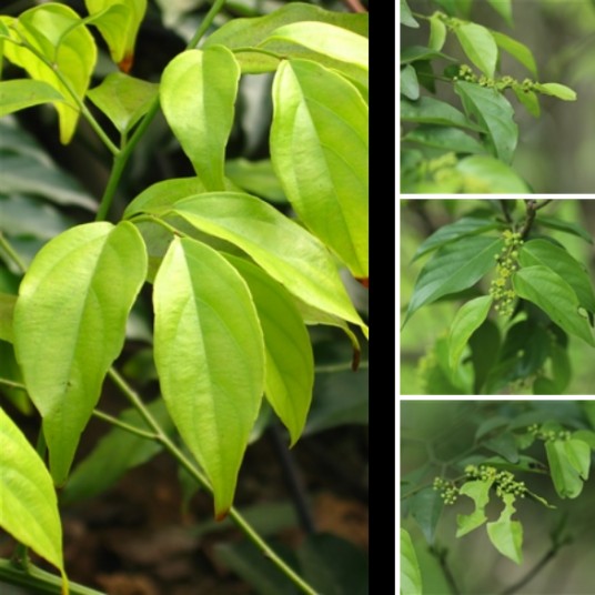 翼核果(鼠李科翼核果属植物)