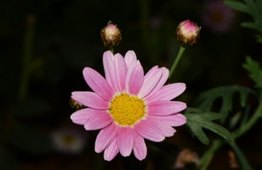 茼蒿菊