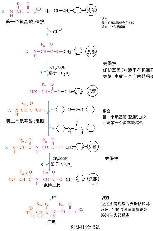 多肽固相合成法