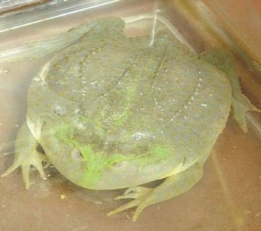 圆眼珍珠蛙