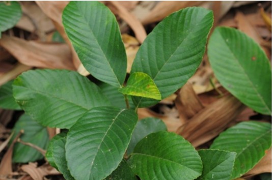 锡叶藤（五桠果科锡叶藤属植物）