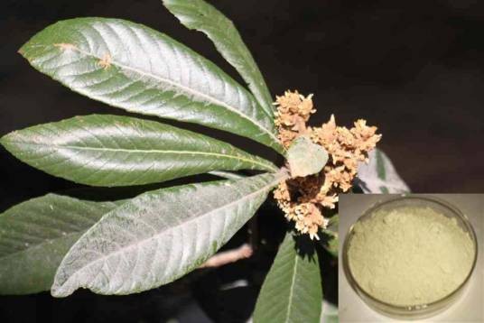 枇杷叶（蔷薇科枇杷属植物）