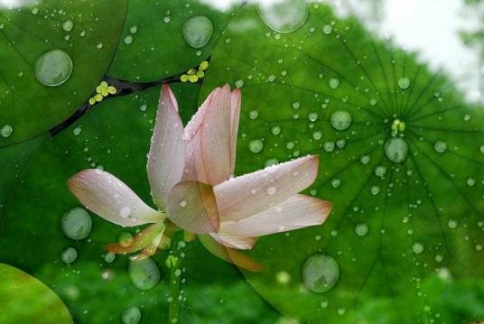 听雨（季羡林作散文）