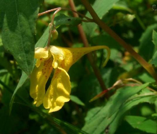 水金凤(凤仙花科凤仙花属植物)