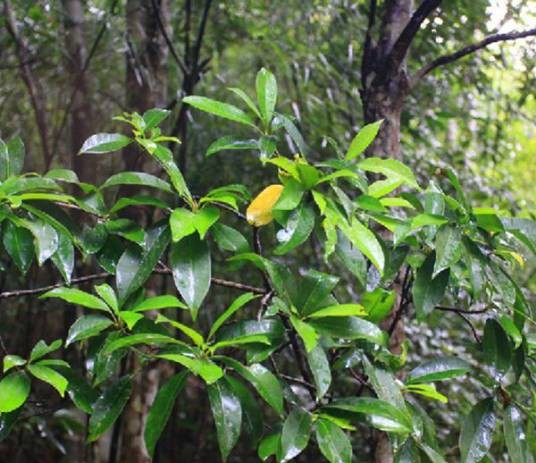紫荆木(山榄科紫荆木属植物)