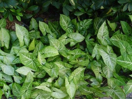白蝶合果芋