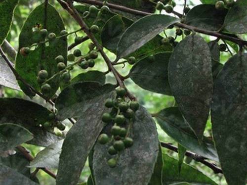 山桂花(大风子科山桂花属植物)