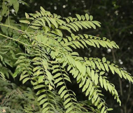 神黄豆(植物)