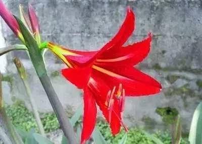 鹤顶红(芍药属牡丹栽培品种)