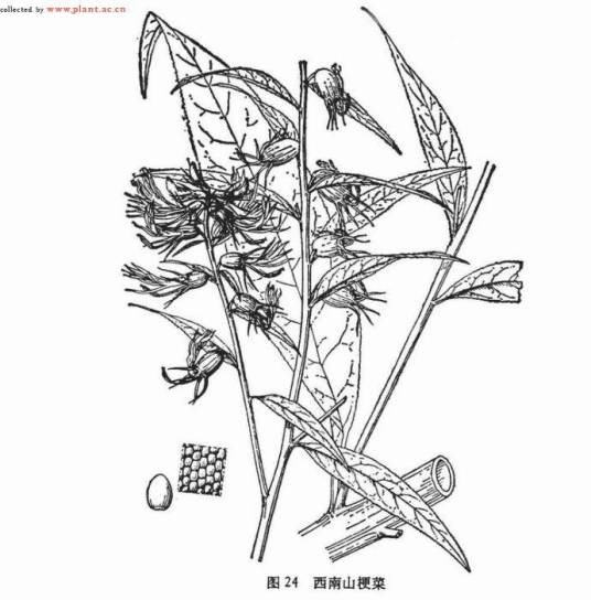 西南山梗菜
