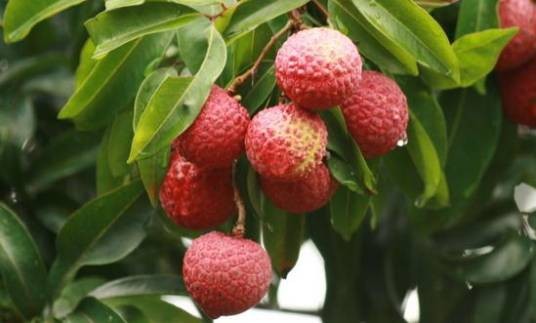 米脂荔枝