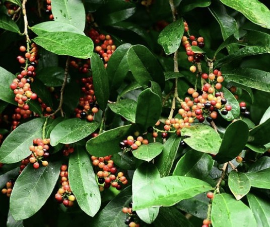 五月茶(叶下珠科五月茶属植物)