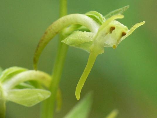 蜻蜓兰（兰科舌唇兰属植物）