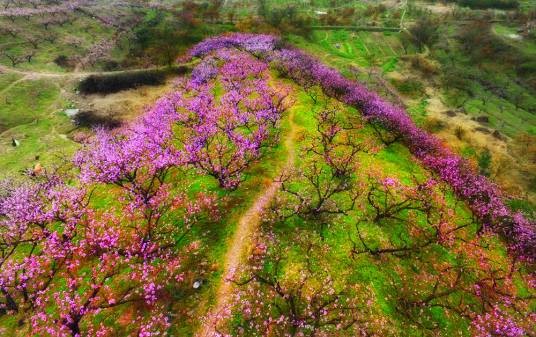 桃花坞(义乌桃花坞)