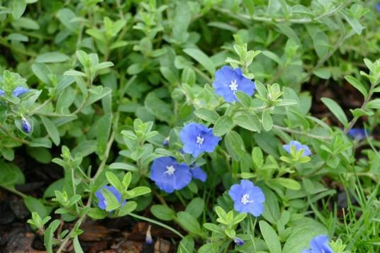 土丁桂(旋花科土丁桂属植物)