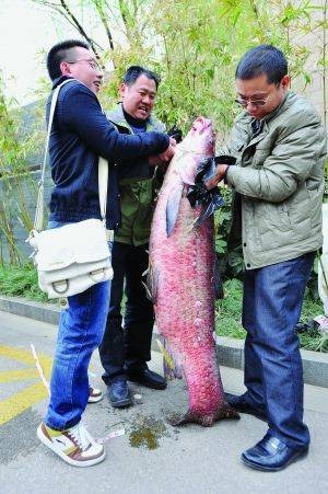 金牛湖青鱼王
