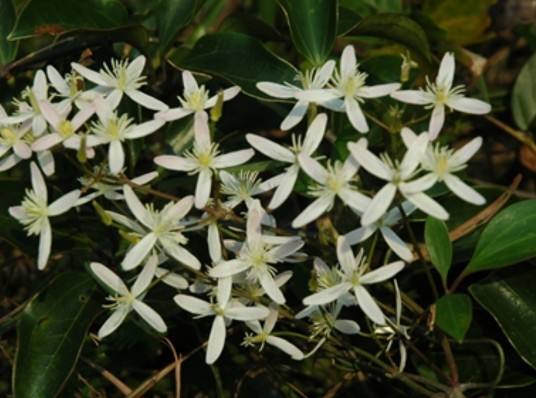 小木通(毛茛科铁线莲属植物)