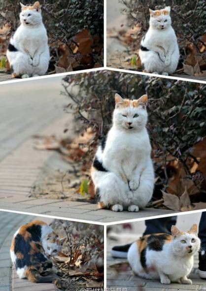 搓手猫