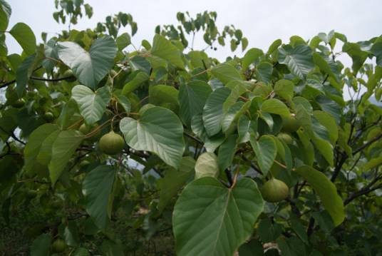油桐(大戟科油桐属植物)