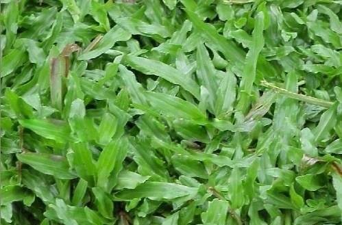 油草（禾本科植物油草的全草）