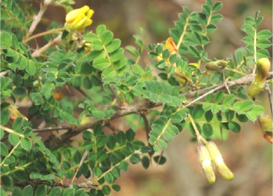 阳雀花根