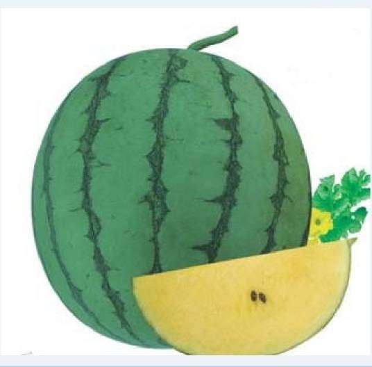 新兰西瓜