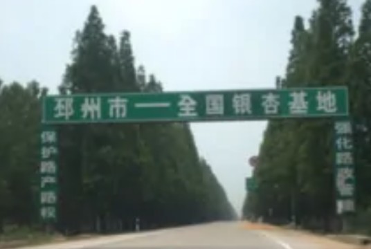 江苏省邳州市晨希银杏苗木基地