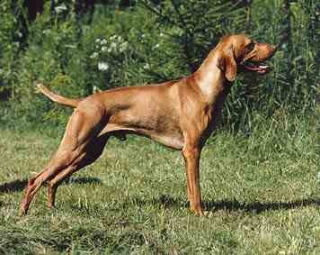 大型维兹拉犬