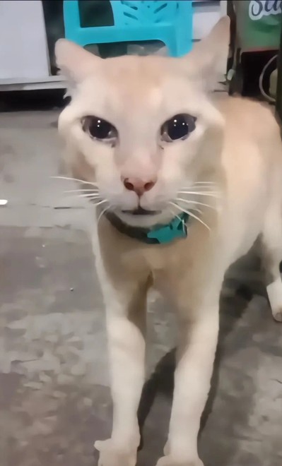 丑橘(一只长相奇特的橘猫)