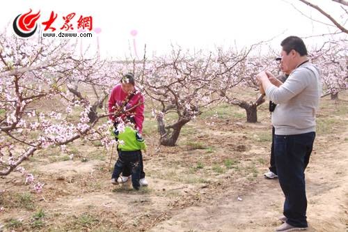 黄河涯万亩桃园