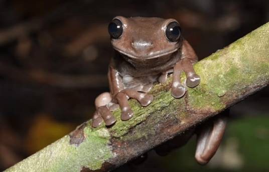 Litoria mira