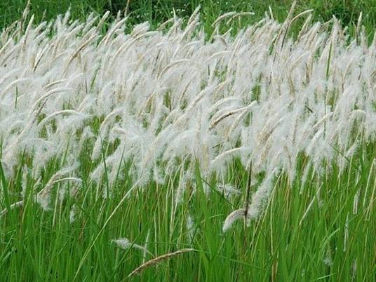 茅草根（中药）