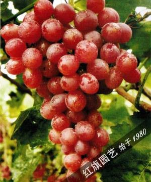奥山红宝石